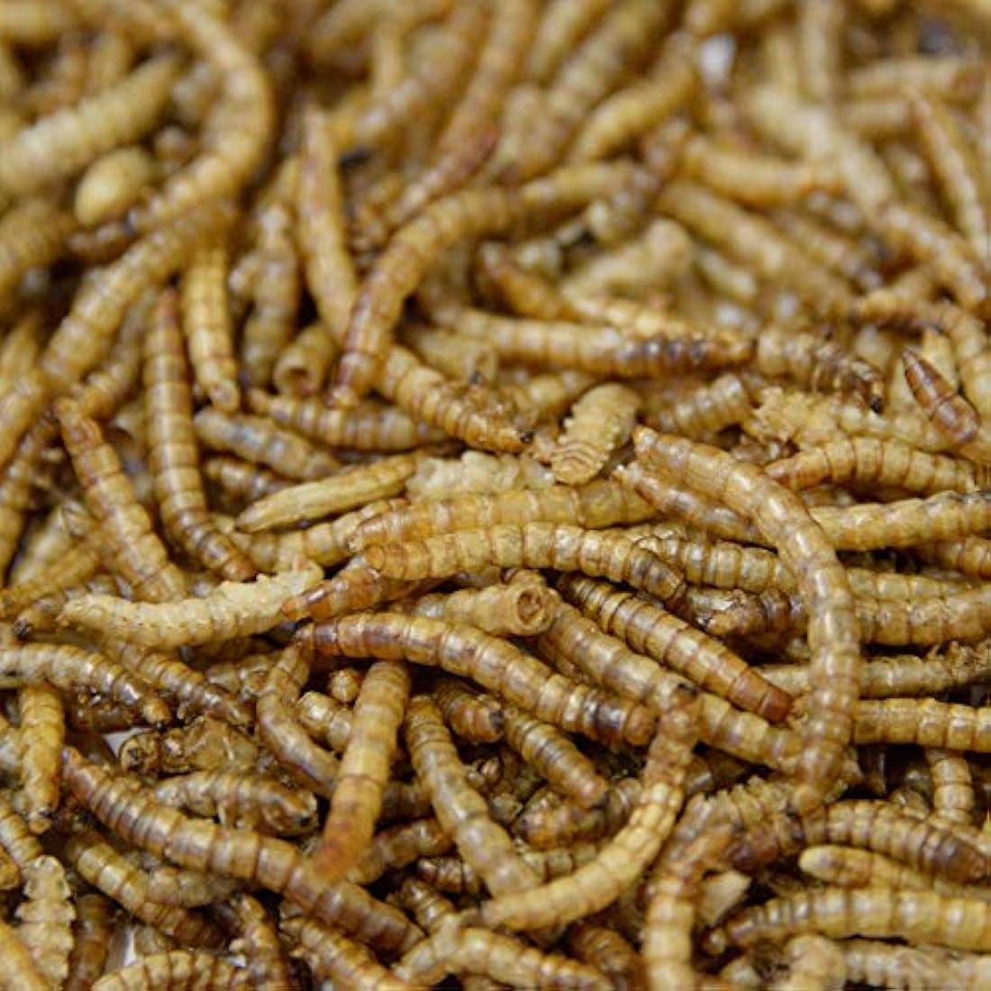 Jolof Store Dried Mealworms for Wild Birds - High Protein Feed, 5L Tub