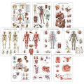 10 Pack Laminated Anatomical Poster Set – 18" x 24"