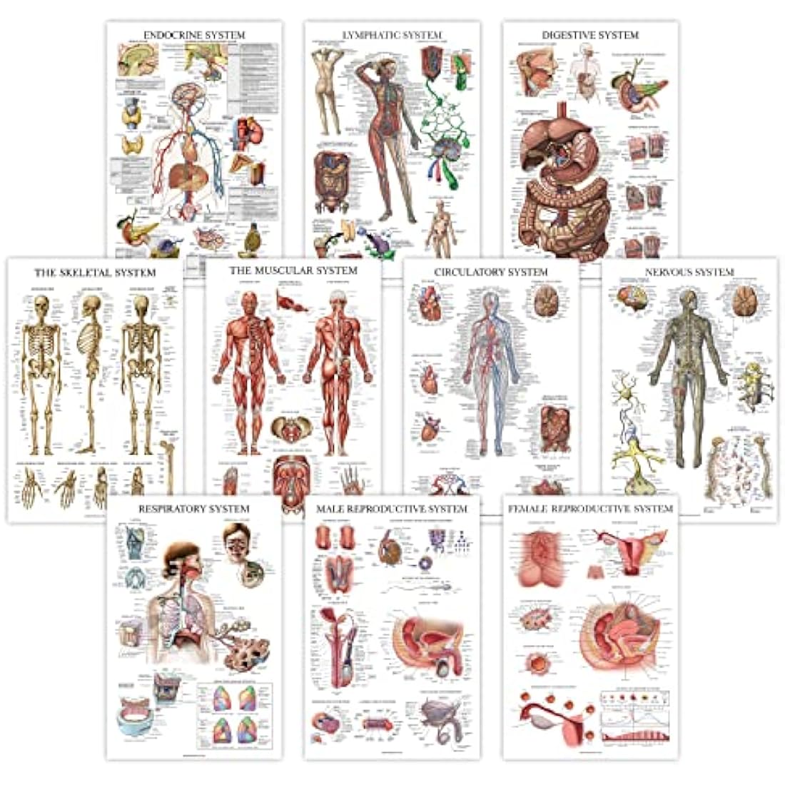 10 Pack Laminated Anatomical Poster Set – 18" x 24"