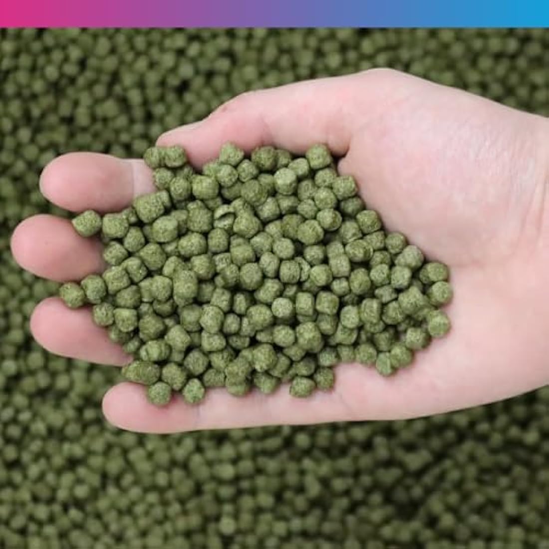 NT Labs Medikoi Staple Pond Fish Food | Colour Enhancer (3kg, 6mm)