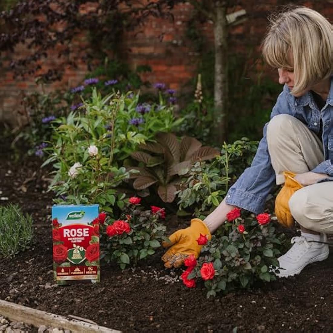 Westland Rose Food with Horse Manure and Plant Stimulant - 3 kg