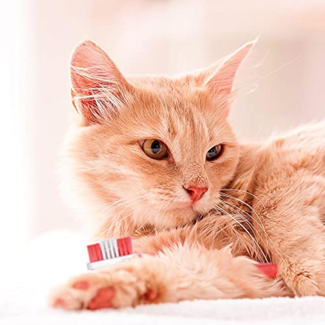 Beaphar Pet Dental Care Kit – Enzymatic Toothpaste & Toothbrush for Dogs