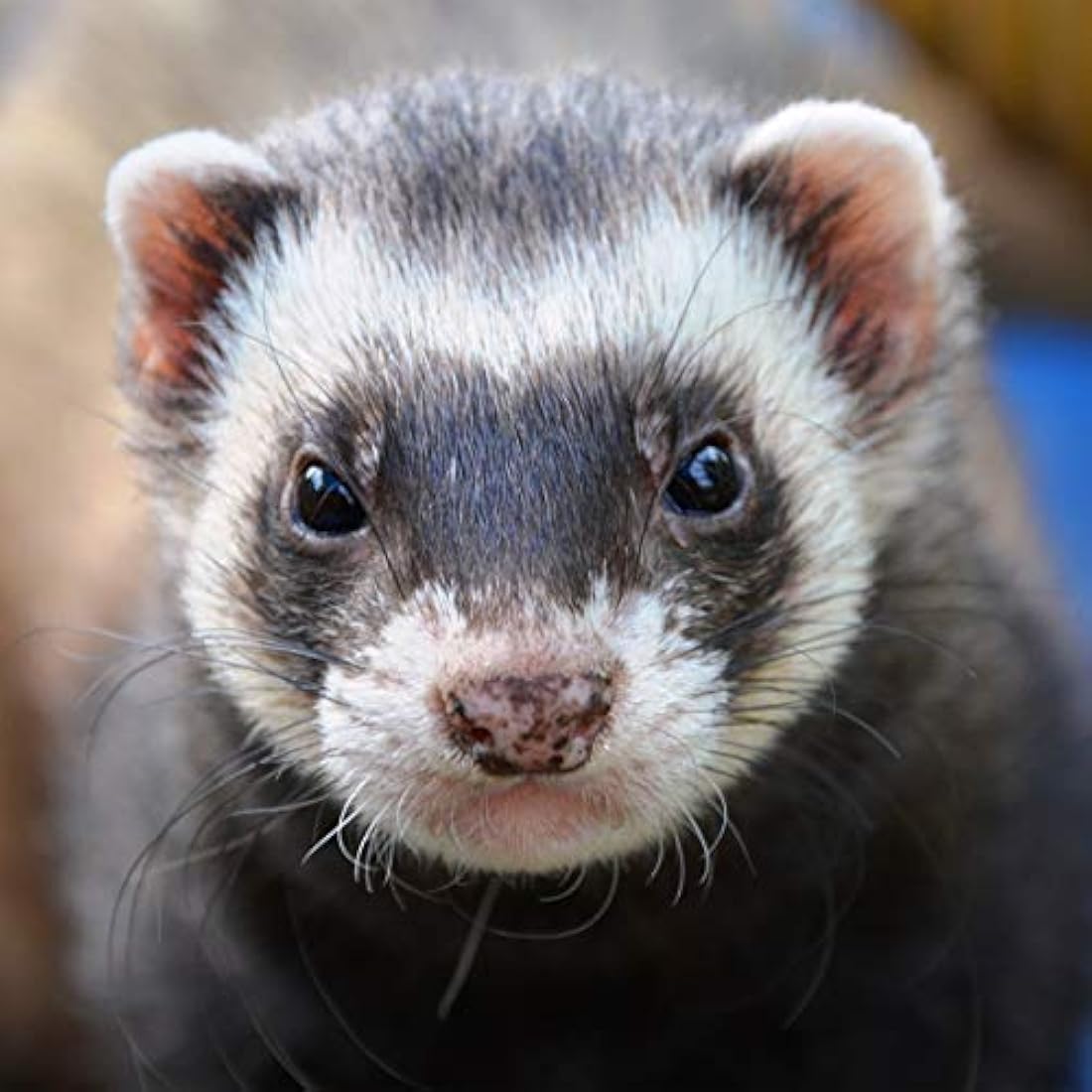 Extra Select High Protein Ferret Food | Premium Dry Kibble - 5L