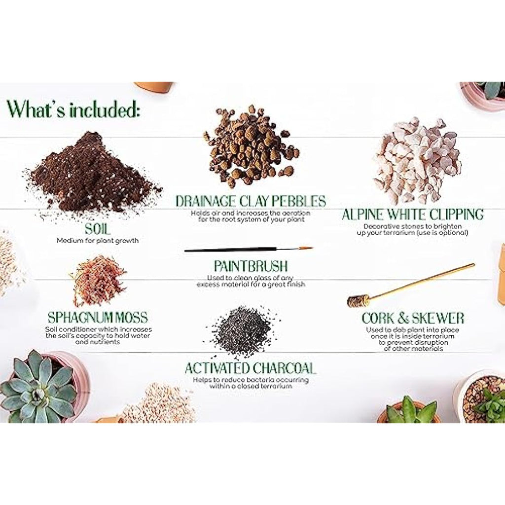 DIY Succulent Terrarium Kit – Large Indoor Plant Gift Box