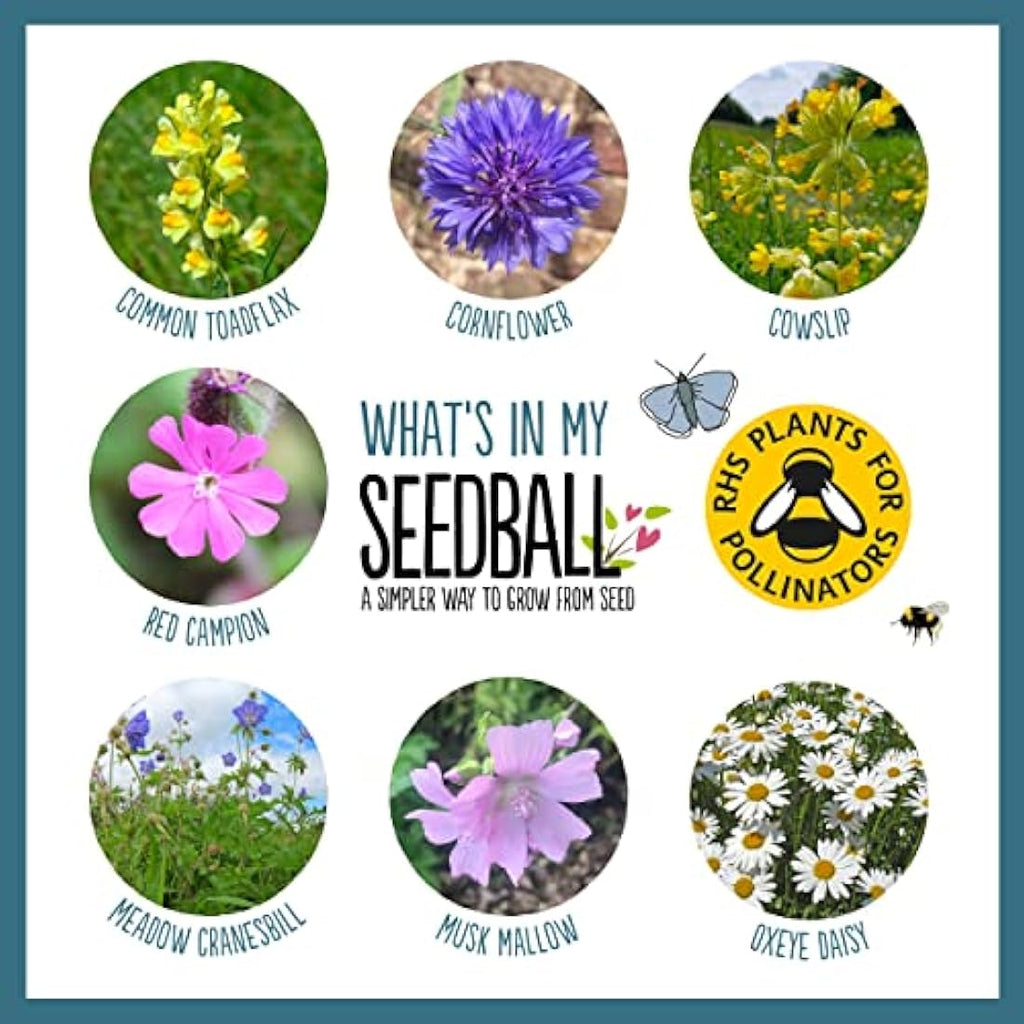 SEEDBALL Urban Meadow Wildflower Seed Bombs - 20 Native Flower Balls