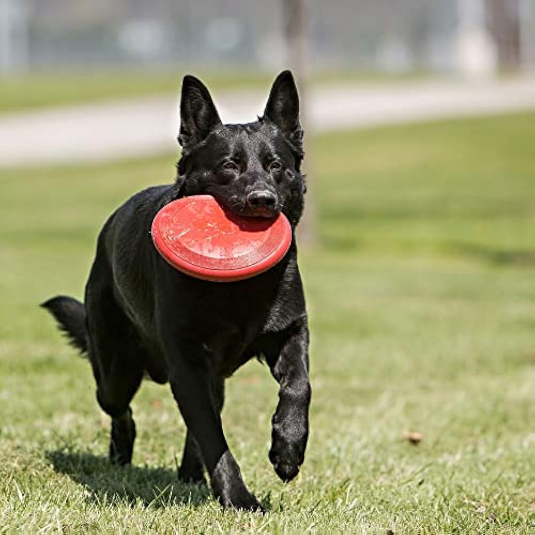 KONG Flyer – Durable Natural Rubber Flying Disc Dog Toy for Small Dogs