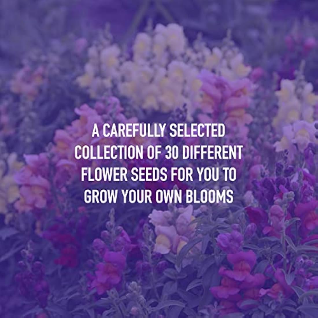 Scott&Co. Flower Seed Variety Pack | 30 Varieties for Bees & Butterflies