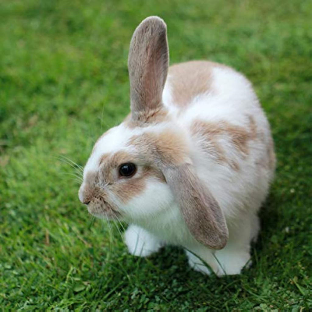 Extra Select Premium Rabbit Food Pellets – Fiber Rich Nuggets – 10kg