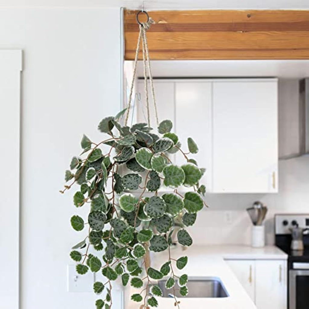 Hollyone Artificial String of Hearts Potted Plant – Faux Trailing Greenery