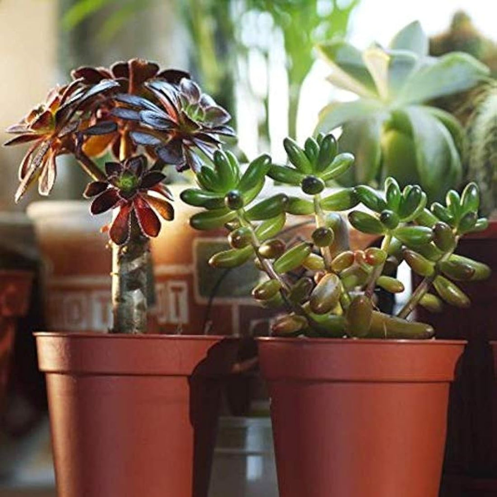 Jolof Store Live Succulent Plants – 20 Pack Indoor Air Purifying Plants