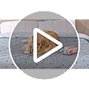 Washable Dog Pee Pads – 2-Pack Reusable Leakproof Mats