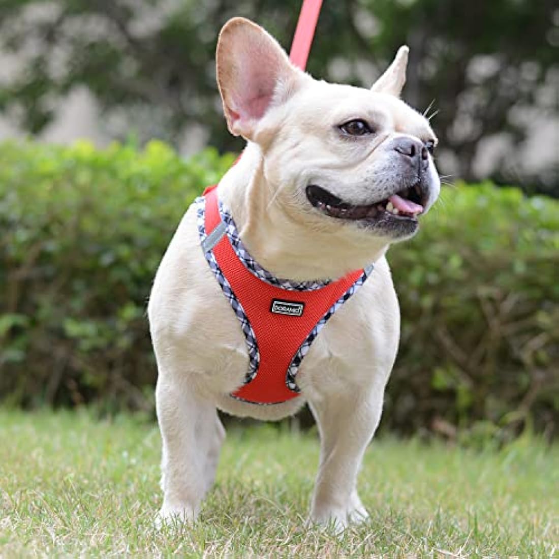 Step-in Dog Harness and Leash Set – Reflective Mesh Vest