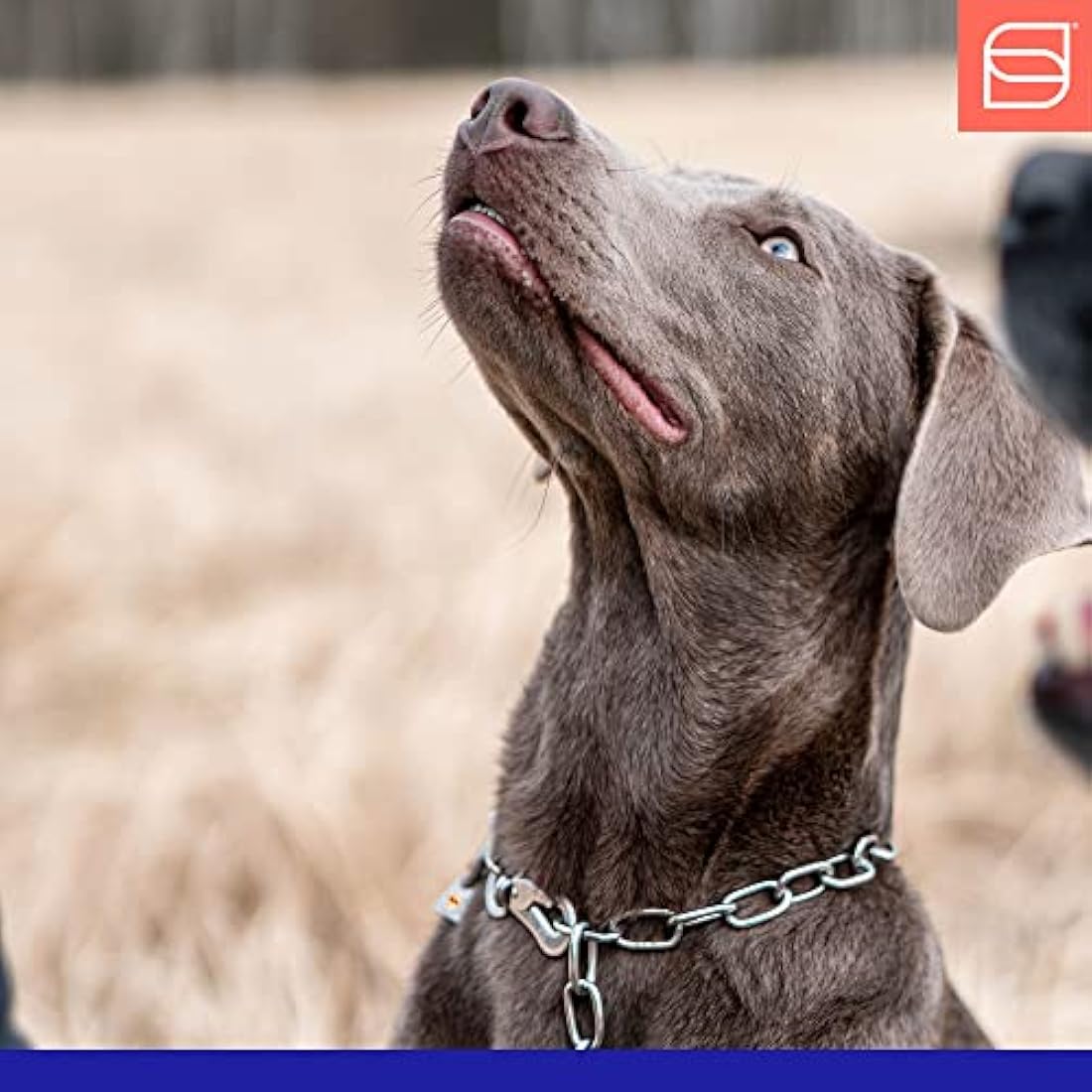 Sprenger HS Stainless Steel Short Link Adjustable Dog Training Collar
