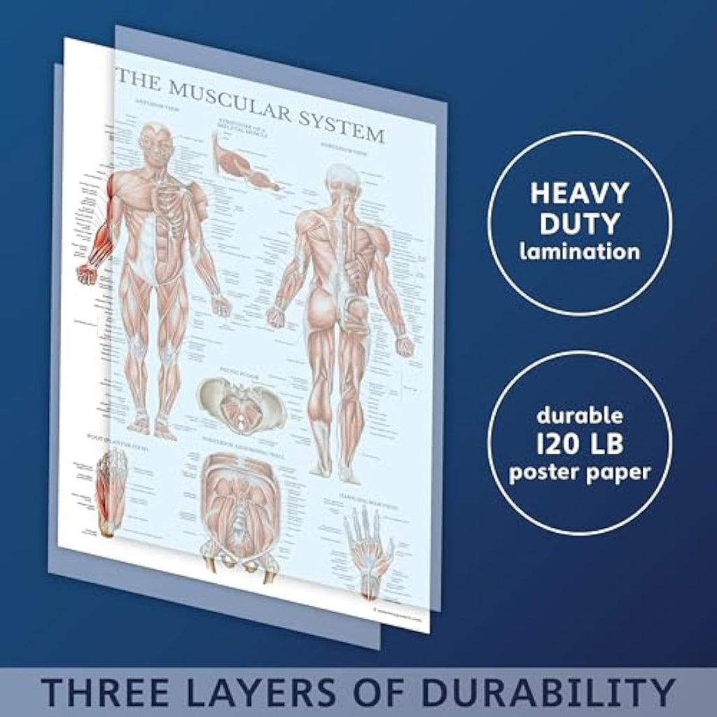 10 Pack Laminated Anatomical Poster Set – 18" x 24"