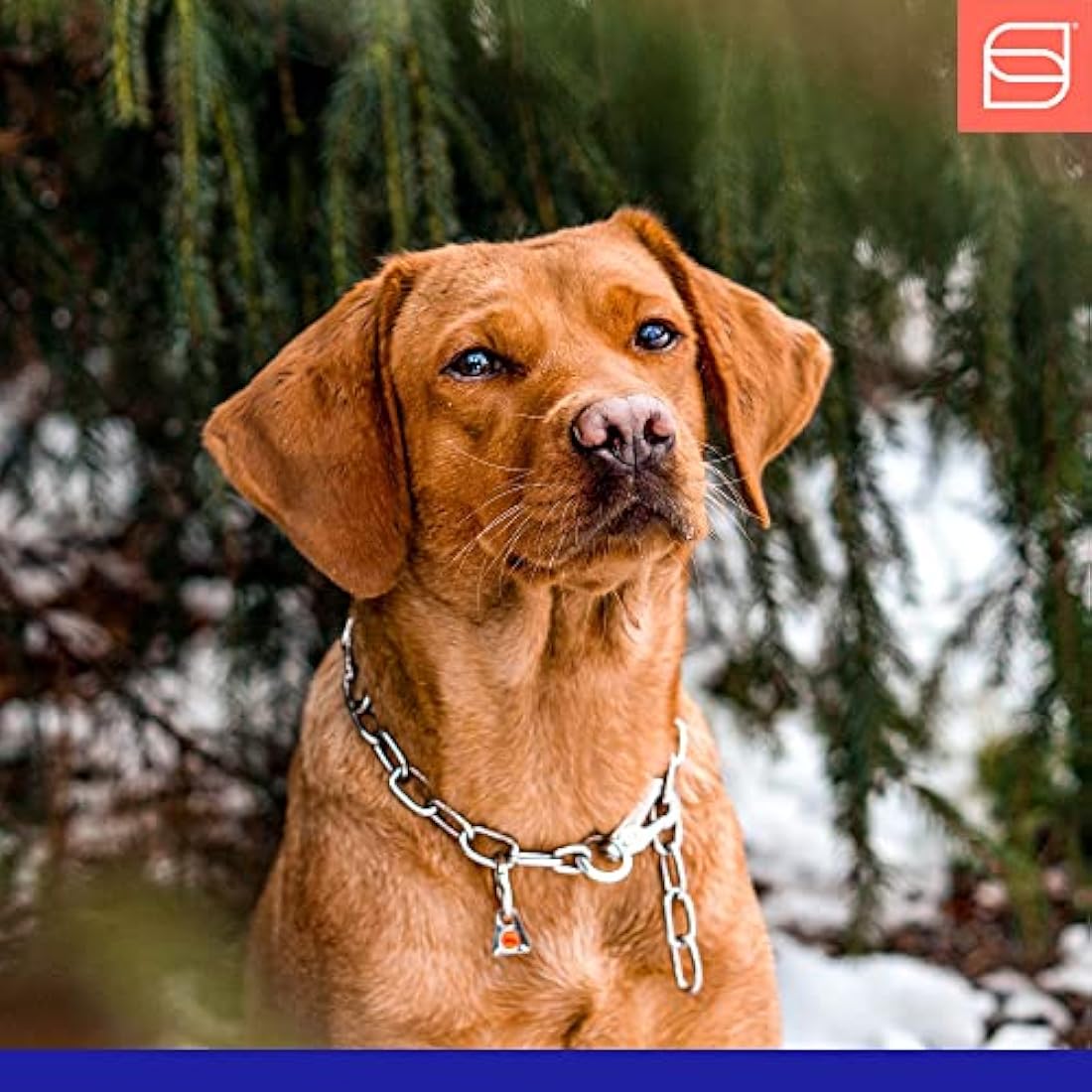 Sprenger HS Stainless Steel Short Link Adjustable Dog Training Collar