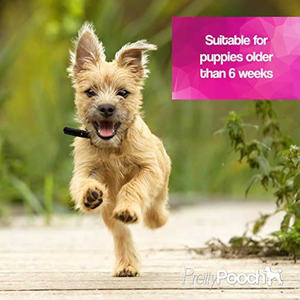 Jolof Store Baby Powder Dog Shampoo & Conditioner for Sensitive Skin - 5L