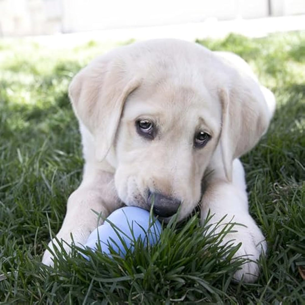 KONG Puppy Teething Toy – Stuffable Natural Rubber Chew Toy, Large Blue