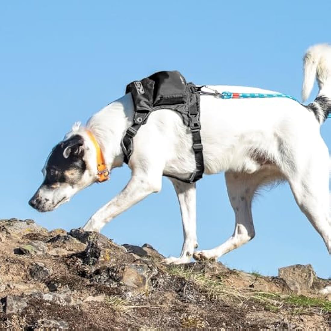 Kurgo Stash n’ Dash Dog Harness | Lightweight Reflective Vest - Medium