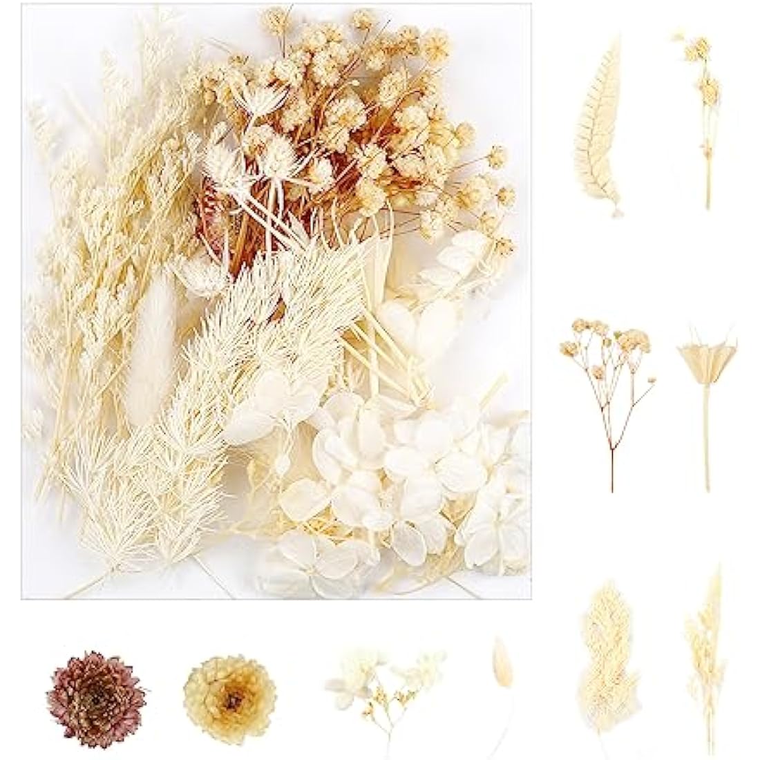 Natural Dried Flowers – Real Floral Bundle for DIY Crafts