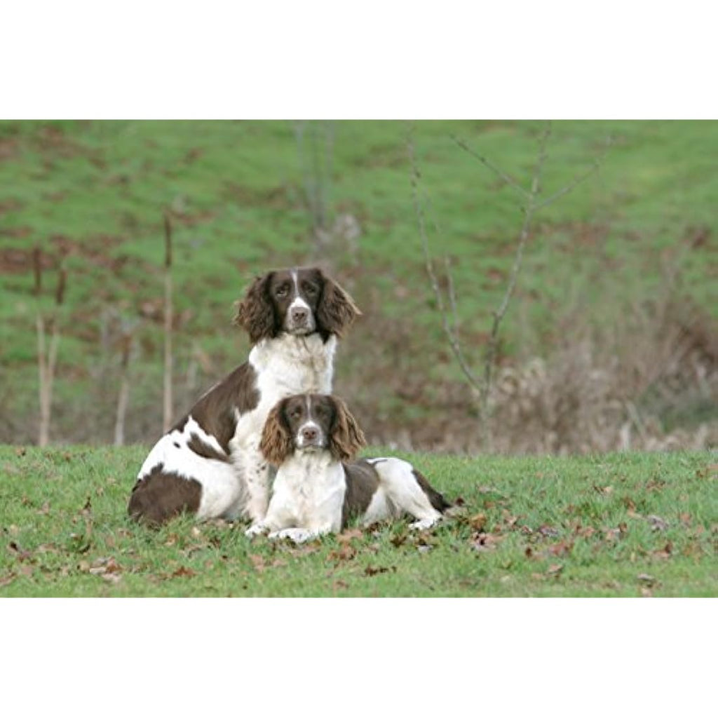 Skinner’s Field & Trial Chicken & Rice Dry Dog Food - Sensitive, 15kg