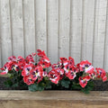 Garden 365 Artificial Pansy Flowers – UV Resistant Faux Plants, 5 Pack Red