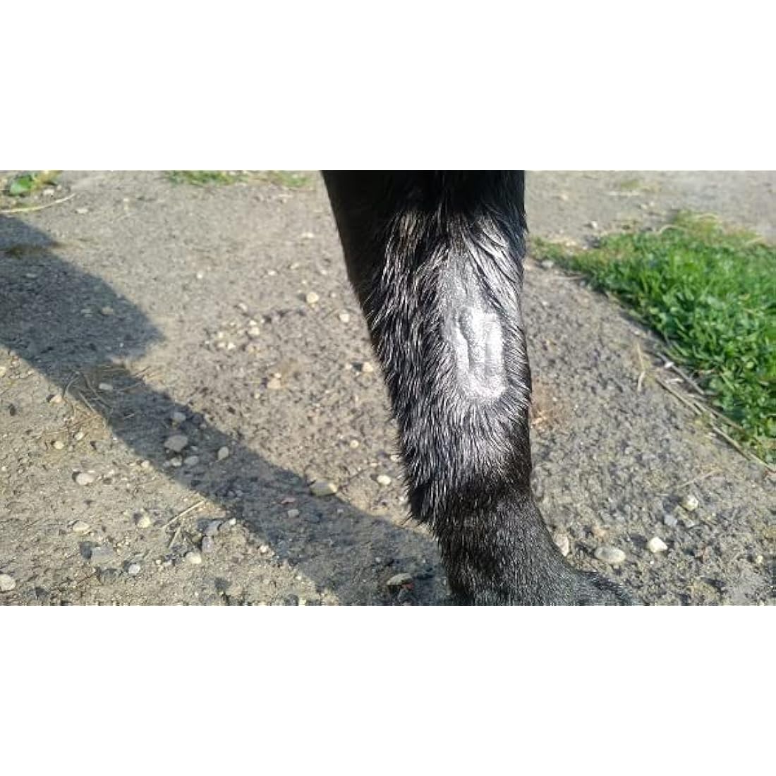Aqueos Spray on Plaster for Pets – Silver Bandage Wound Care | 200ml