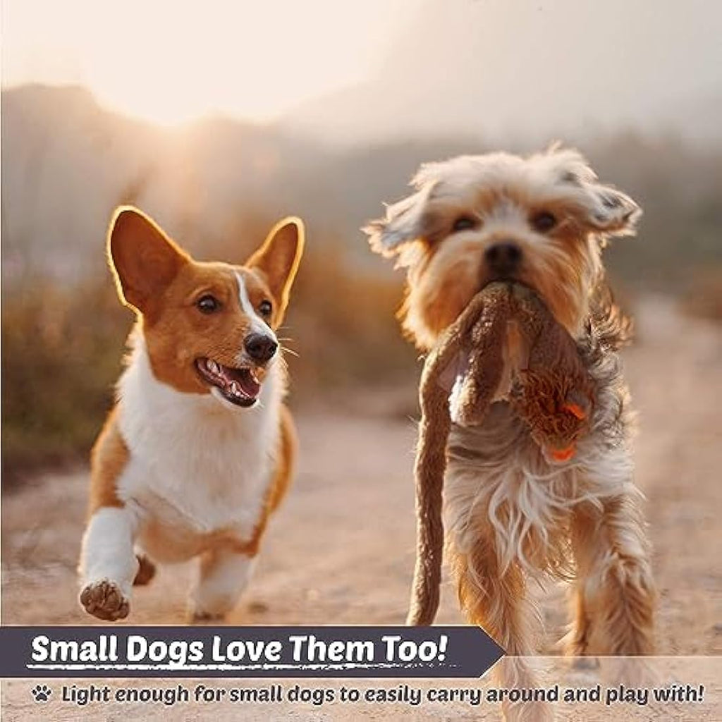 Stuffing Free Squeaky Dog Toys – 5 Pack Durable Plush Animals