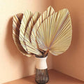 Jolof Store Natural Dried Palm Leaves – 5Pcs Large Boho Wedding Decor