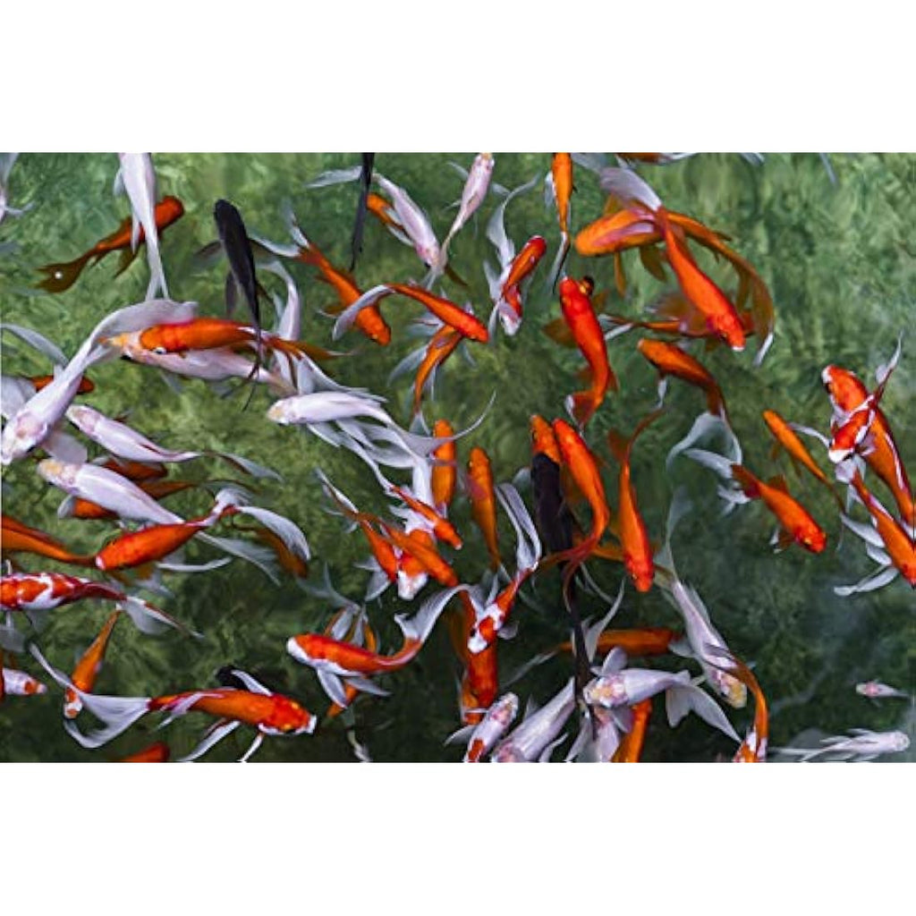 Pettex Premium Orange Koi Sticks – Floating Pond Fish Food with Vitamin C, 5kg