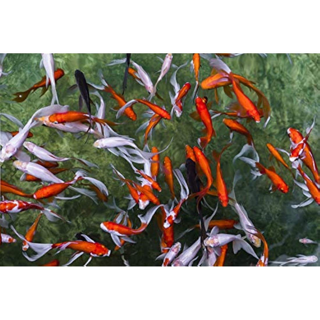 Pettex Premium Orange Koi Sticks – Floating Pond Fish Food with Vitamin C, 5kg