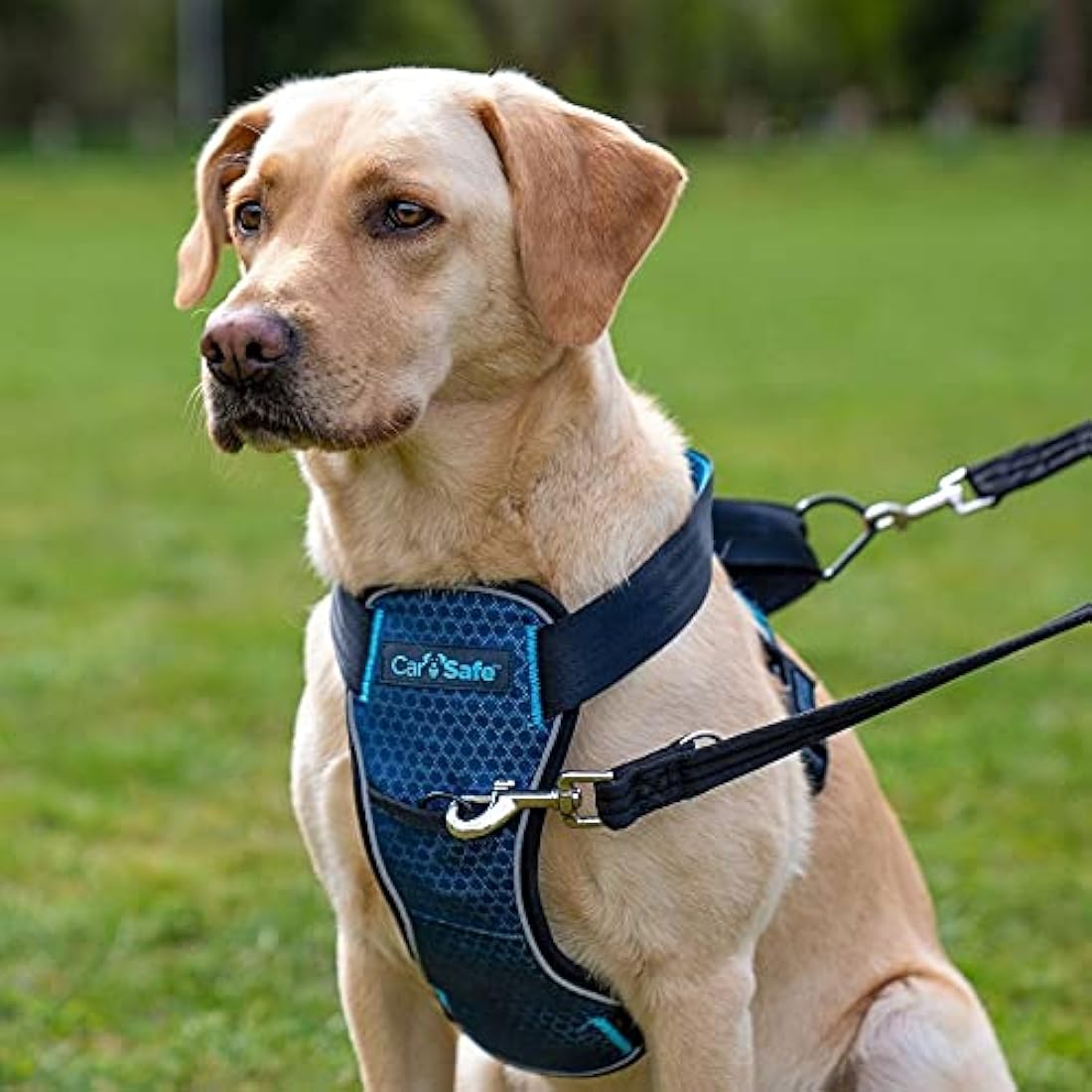 CarSafe Crash Tested Dog Safety Harness – Reflective Padded Car Vest
