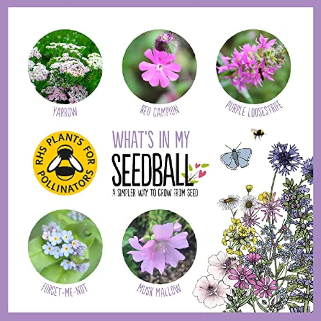 Seedball Butterfly Mix Wildflower Seed Bombs - 20 Pack Eco-Friendly Tin