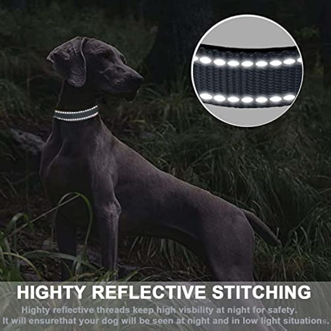 Reflective Dog Collar – Padded Durable Nylon Pet Collar