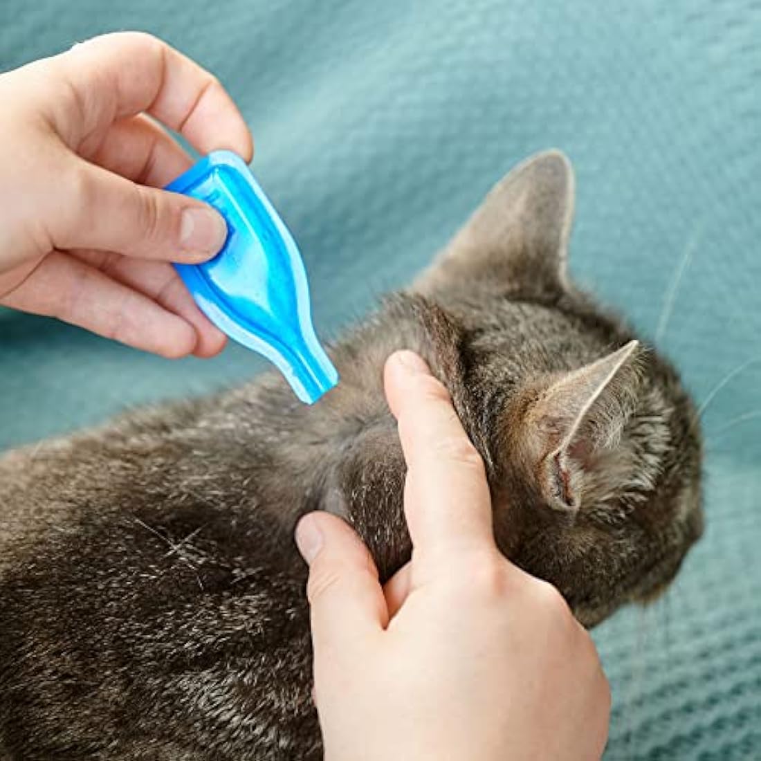 Beaphar FIPROtec Spot-On Flea and Tick Treatment for Cats – 6 Pipettes