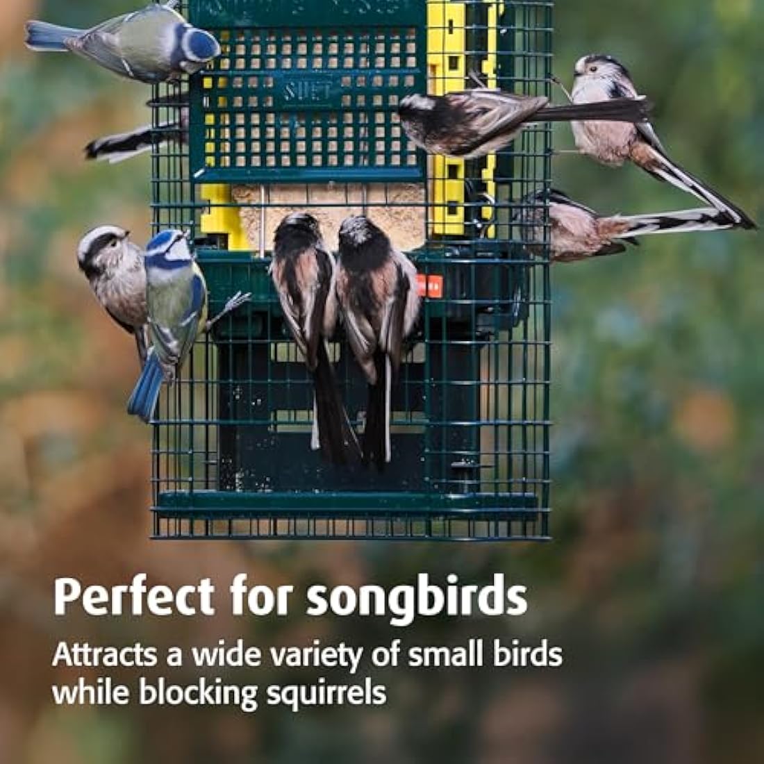 Jacobi Jayne Squirrel Buster Suet Feeder – Metal Squirrel Proof Design