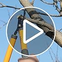 AIRAJ 40cm Bypass Tree Loppers | Carbon Steel Garden Branch Shears