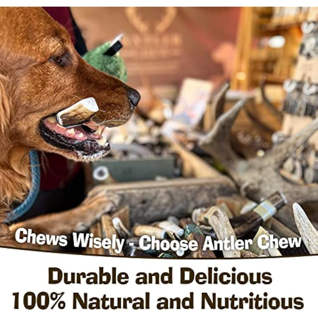 Jolof Store Antler Dog Chew – Super Extra Large Natural Deer Antler