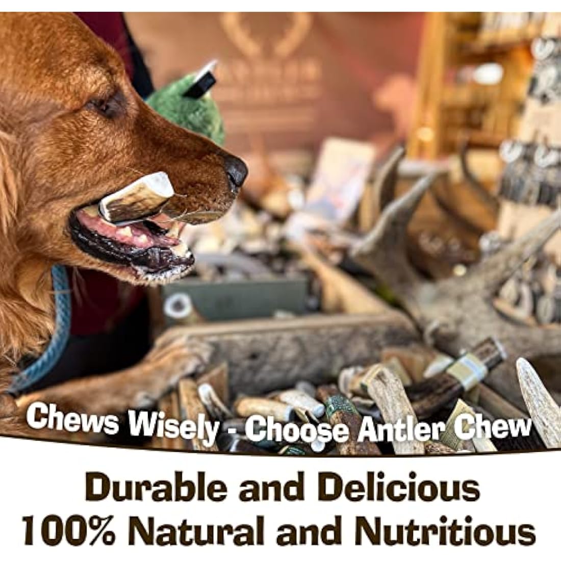 Jolof Store Antler Dog Chew – Super Extra Large Natural Deer Antler