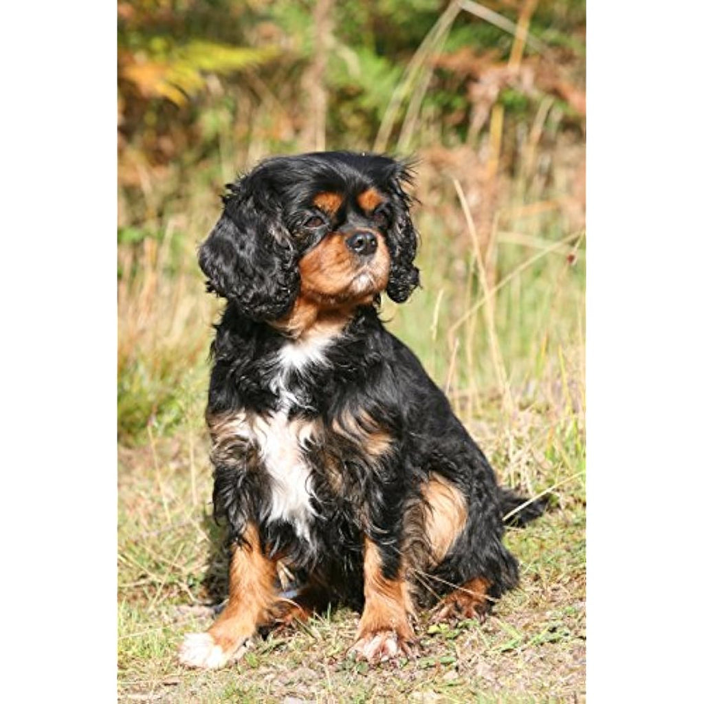 Skinner's Ruff and Ready Dry Dog Food – Complete Nutrition (15kg)