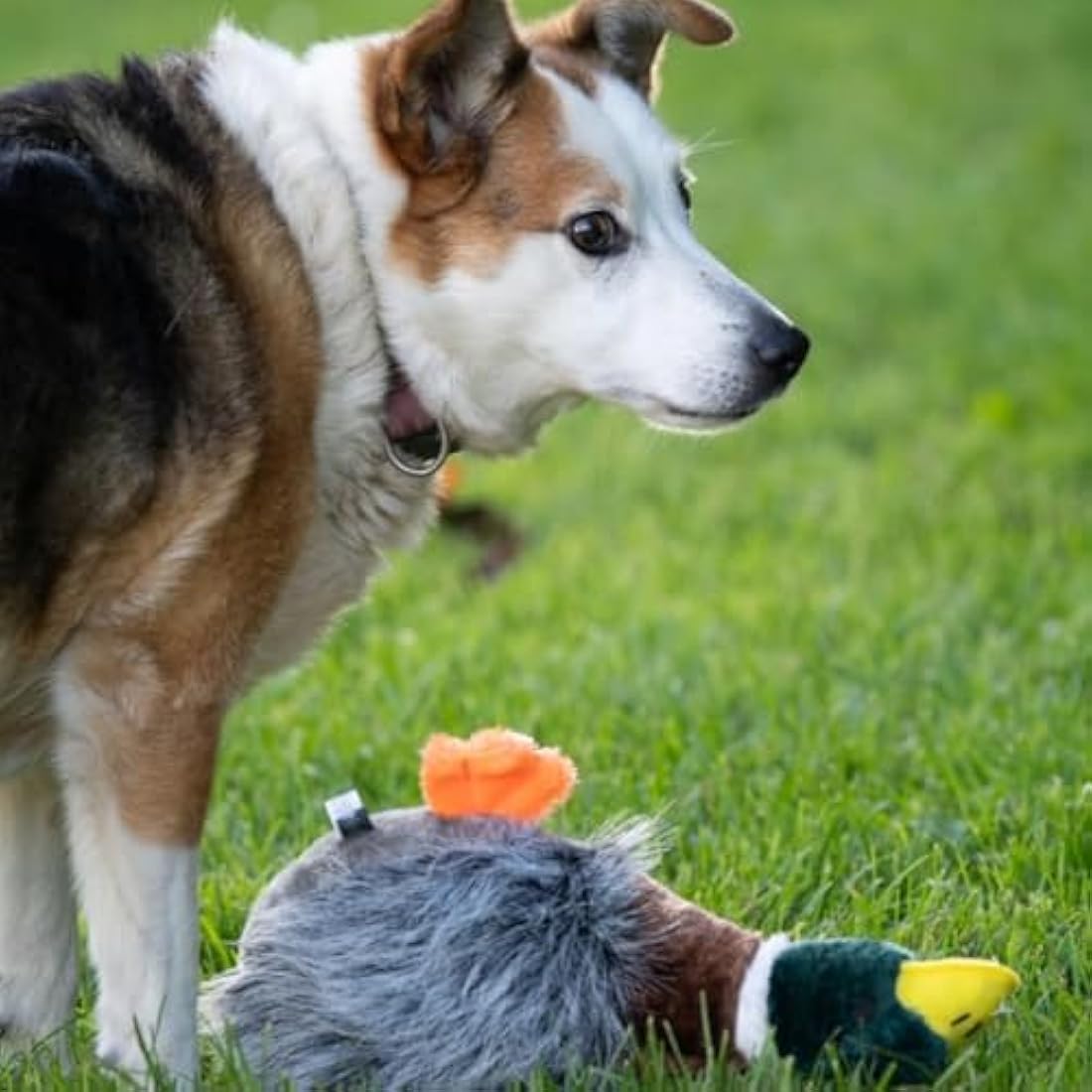 Petface Squeaky Duck Dog Toy – Durable Plush for Interactive Play