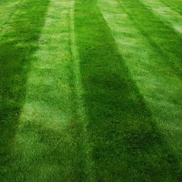 Dark Green Grass Seed – Fast Growing Rye Grass Mix (5kg)