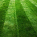Dark Green Grass Seed – Fast Growing Rye Grass Mix (5kg)