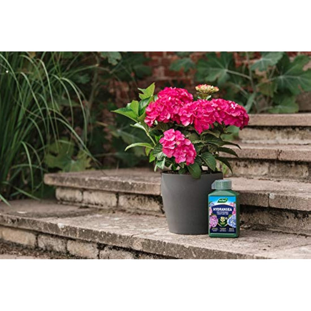 Westland Hydrangea High Performance Liquid Plant Food - 1 Litre