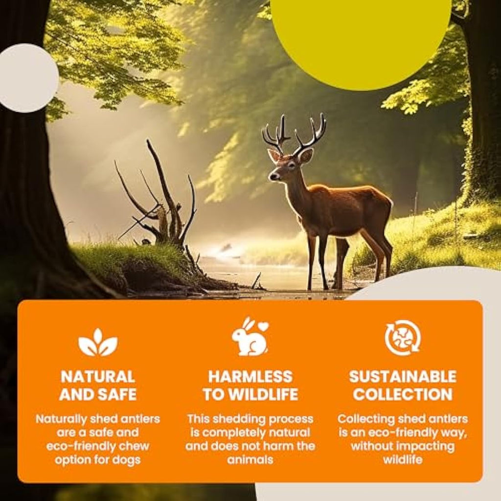 Scottish Deer Antler Dog Chew – Natural Super XL (350-450g)