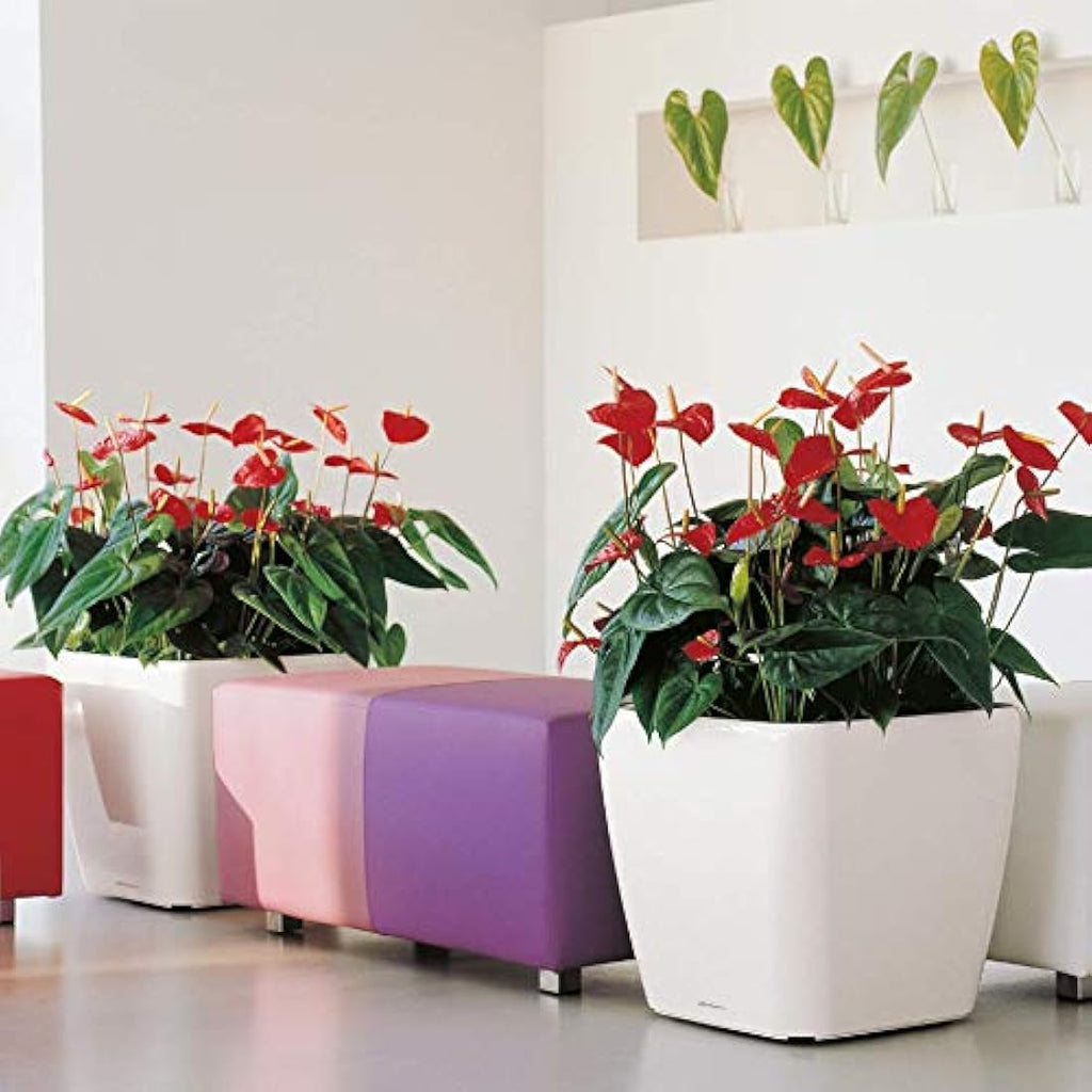 Lechuza Quadro LS 50 Self-Watering Planter | White High-Gloss Plastic Pot