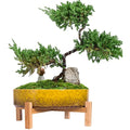 Artketty 29cm Ceramic Bonsai Pot with Stand | Large Succulent Planter