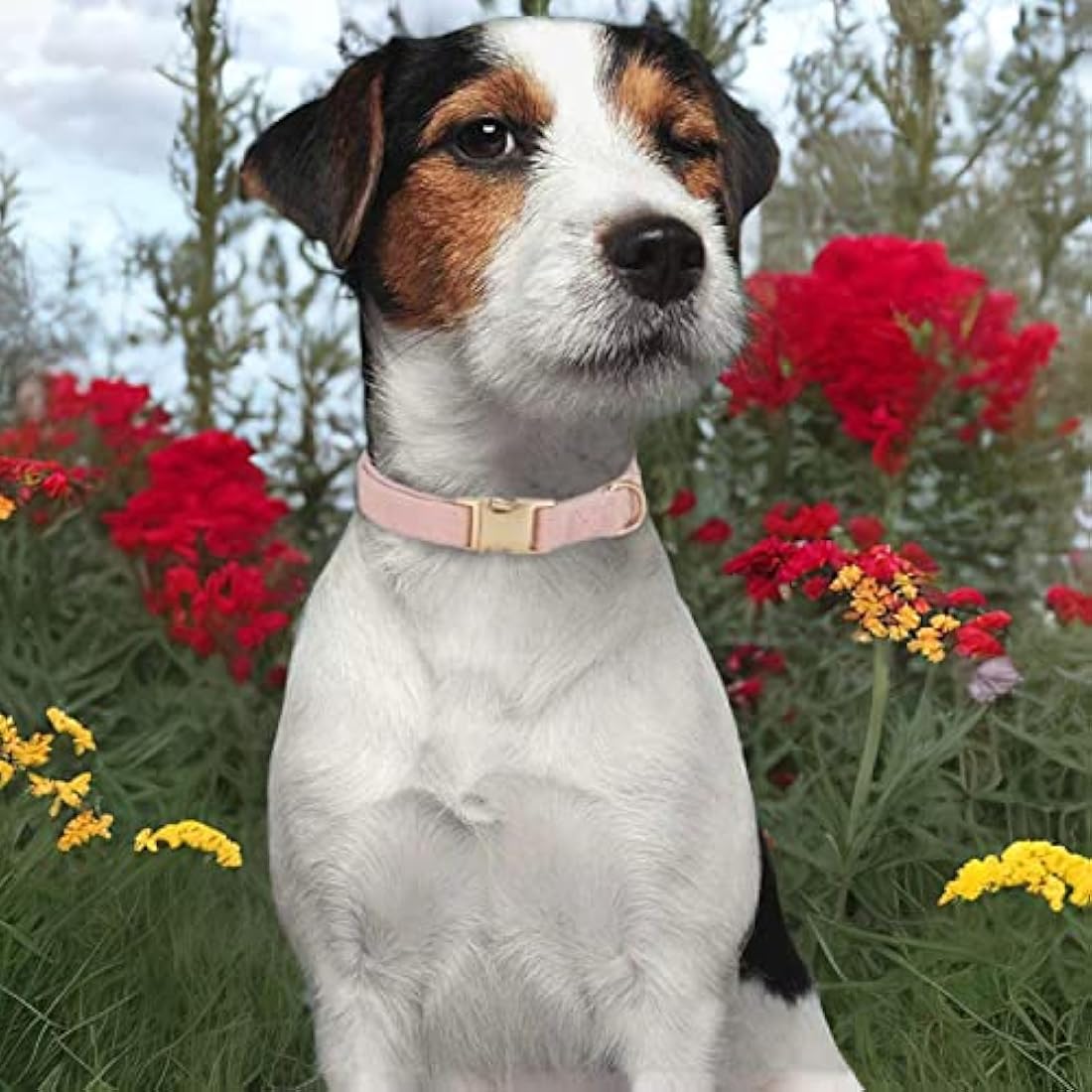 YUDOTE Small Dog Collar - Organic Cotton Corduroy for Sensitive Skin