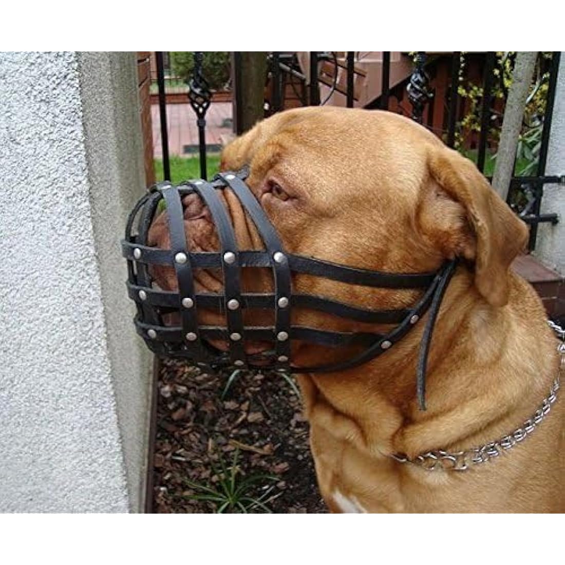 L&J Pets Black Leather Dog Muzzle for Bullmastiff & Dogue de Bordeaux