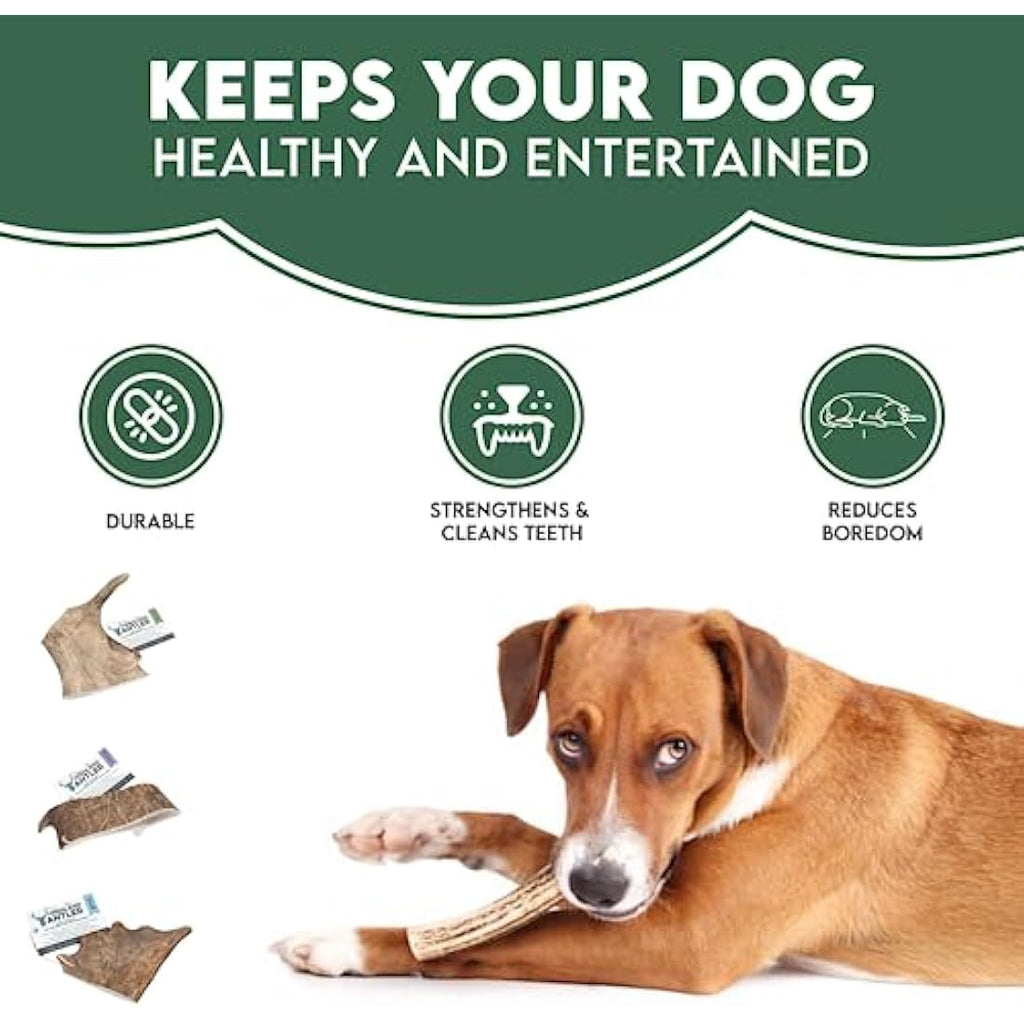 Jolof Store Highland Antler – Large Fallow Deer Natural Dog Chew (150g-220g)