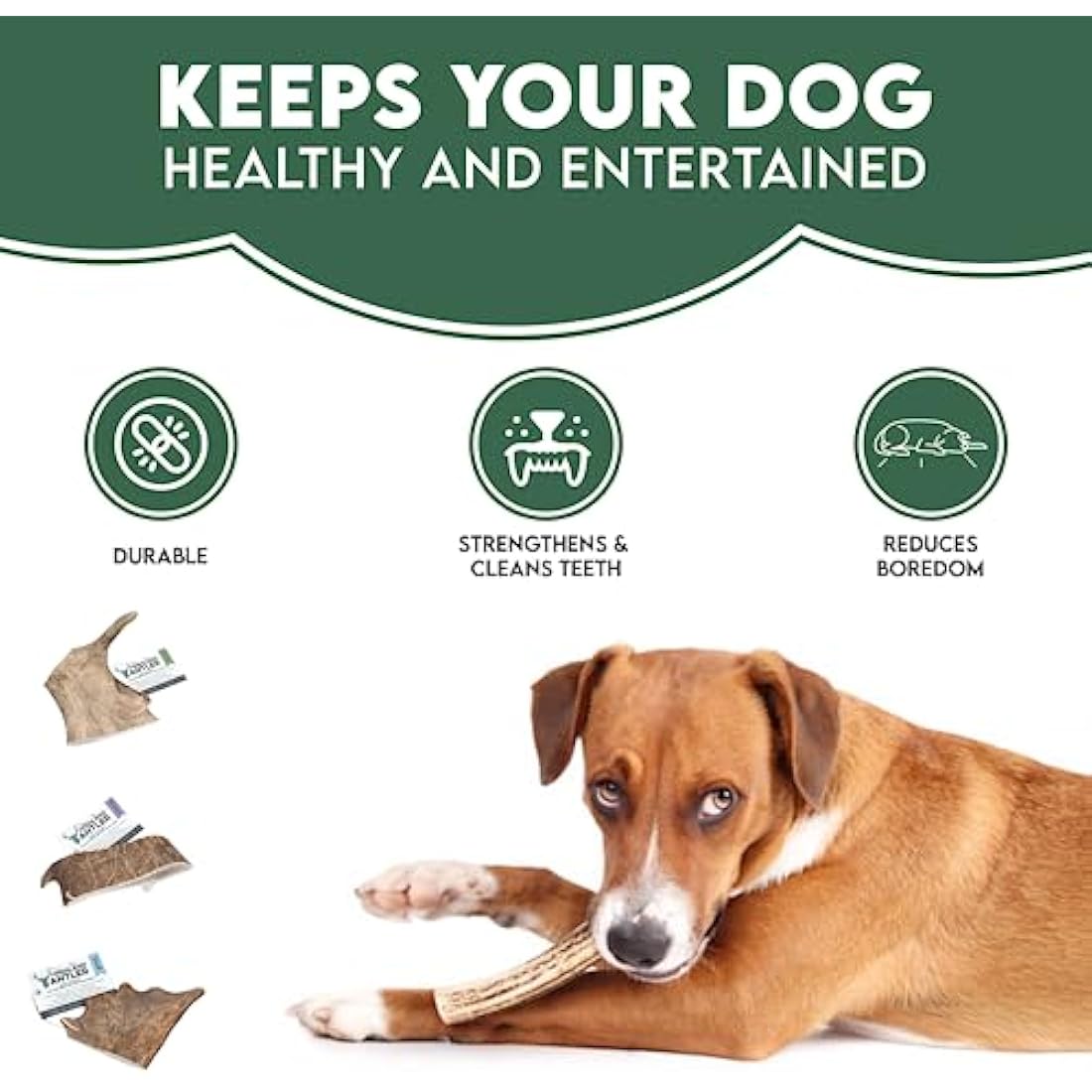 Jolof Store Highland Antler – Large Fallow Deer Natural Dog Chew (150g-220g)